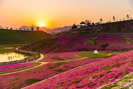 茶乡花海