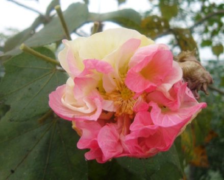 三醉芙蓉 