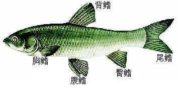 腹鳍