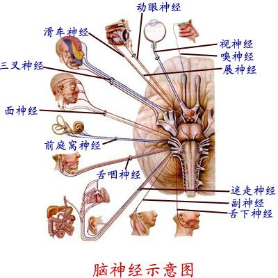 脑神经