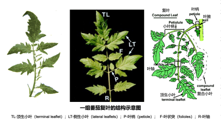 一组番茄复叶的结构示意图