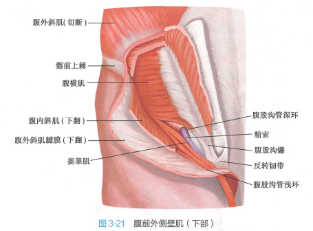 腹前外侧壁肌(下部)