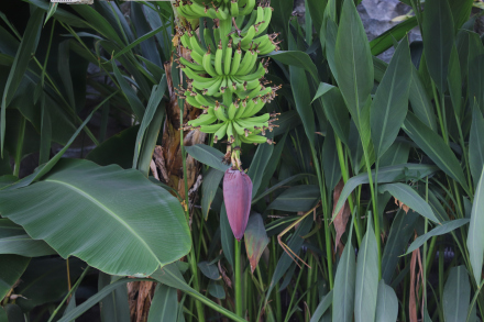 香蕉果树