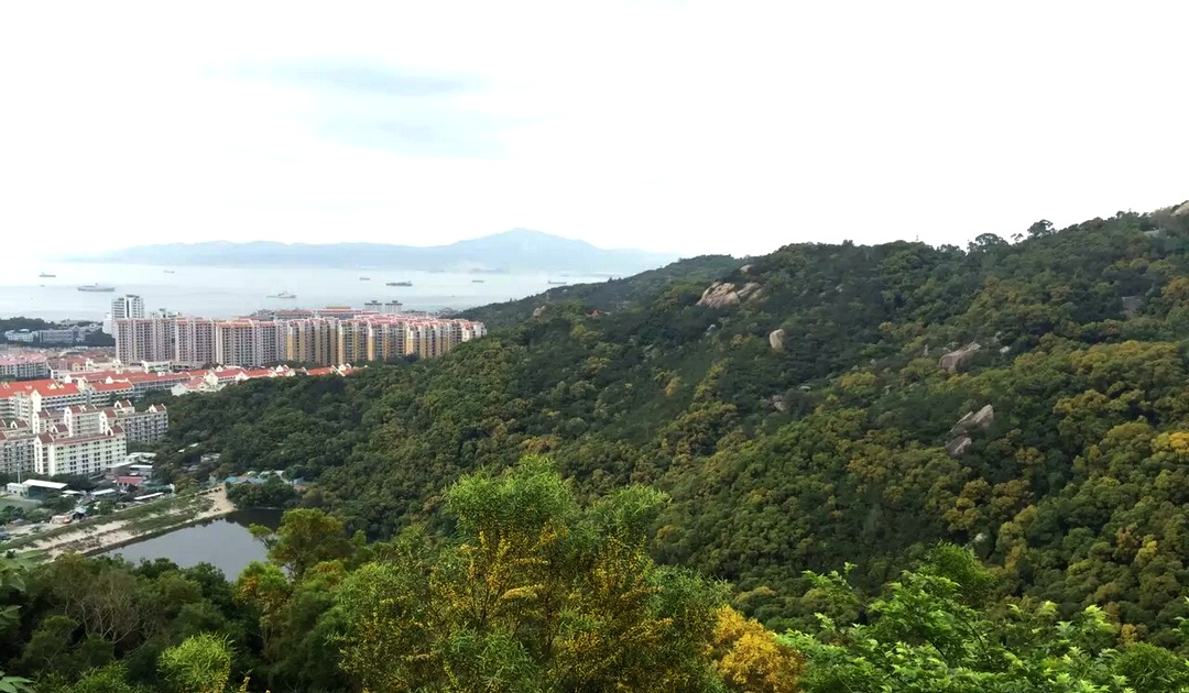 厦门湾海岸丘陵上的相思树林