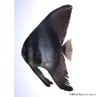 鳍