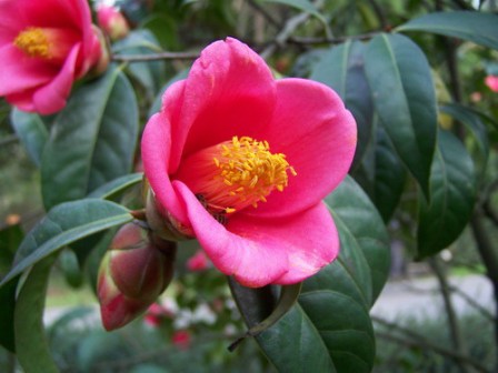 红花油茶