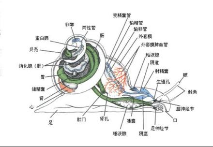 腹足类