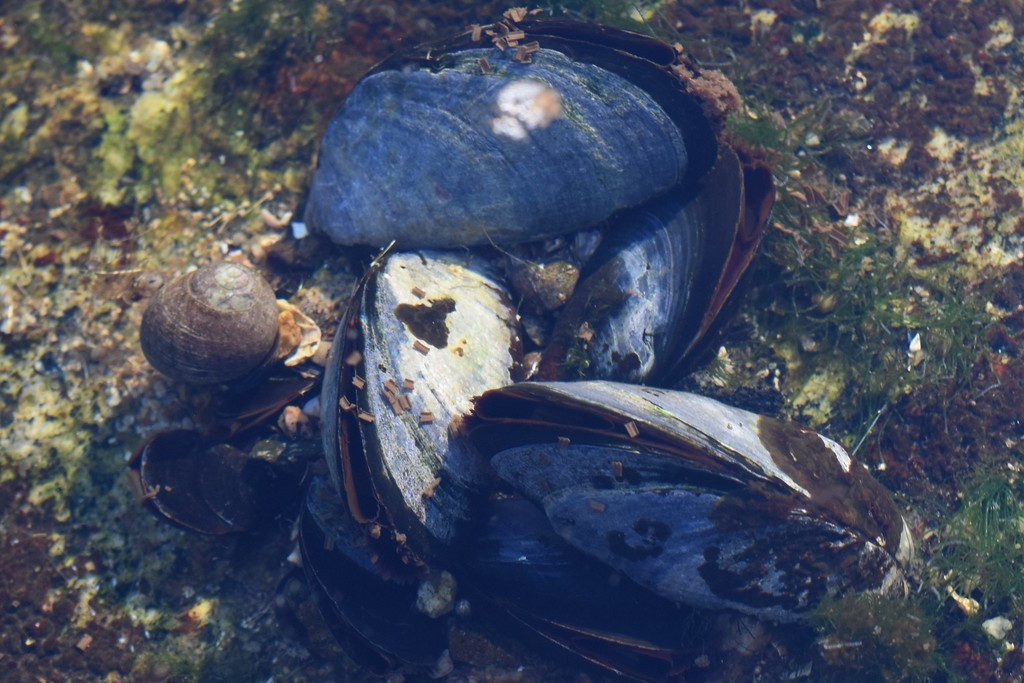 浅海中的紫贻贝