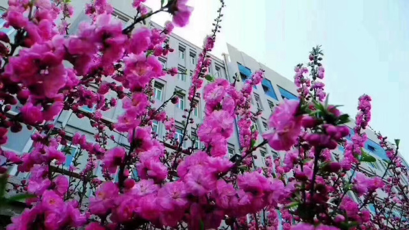 哈尔滨城市职业学院校园景色