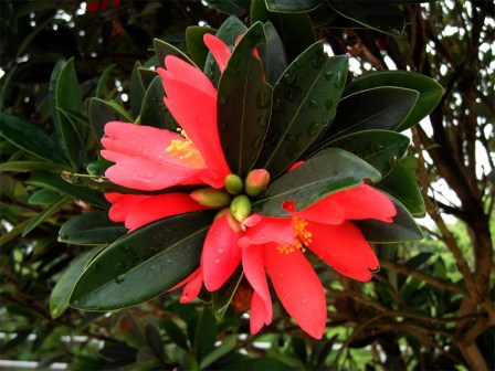 杜鹃红山茶