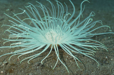 海葵