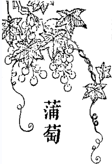 葡萄 