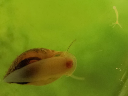 水螅