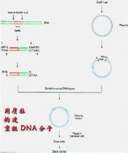 DNA连接酶