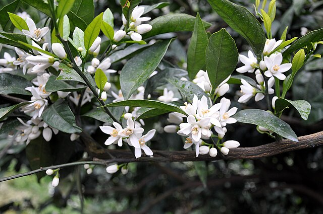 柑橘的花