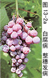 葡萄白腐病