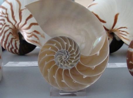 鹦鹉螺壳