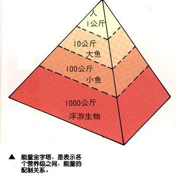 能量流动