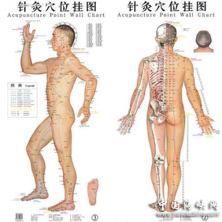 穴位分布图
