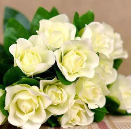 福鼎栀子花