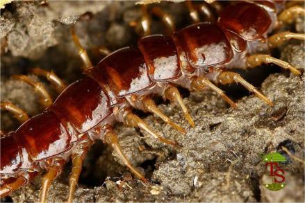 欧洲石蜈蚣（Lithobius forficatus）