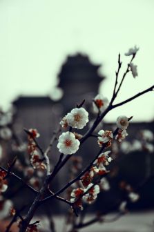 主楼风景