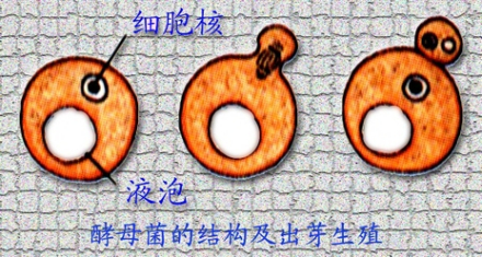 酵母菌的出芽生殖