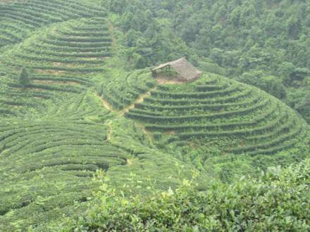 东印茶山风景区