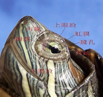 瞬膜