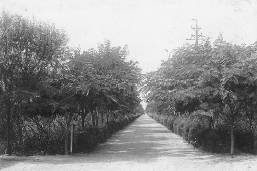 早期大中路