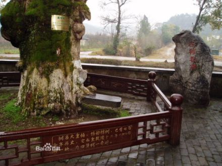 古树吞碑