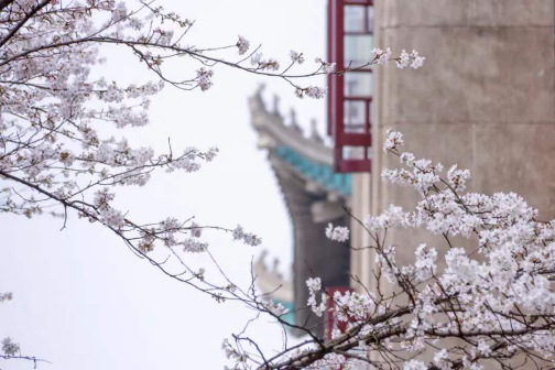 武汉大学樱花