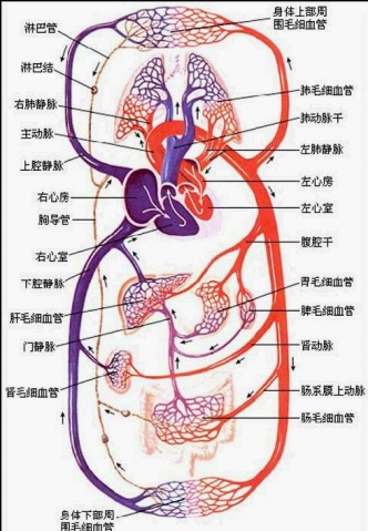 体循环