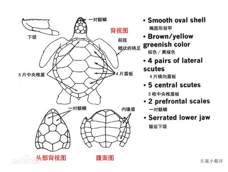 绿海龟外部结构图