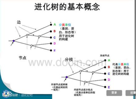 进化树