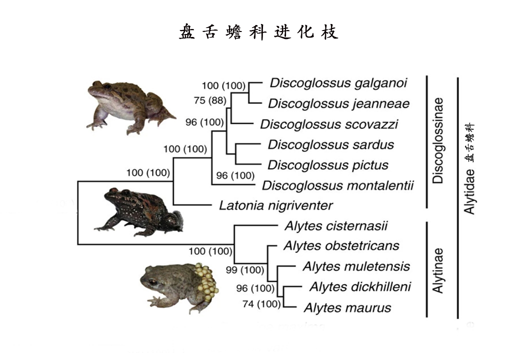 盘舌蟾科进化枝 