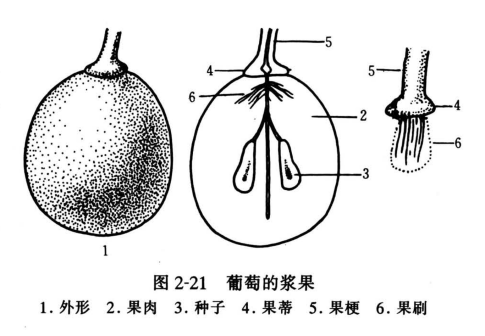 葡萄的浆果