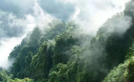 朱家山原始森林
