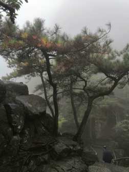 高山松