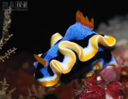 海洋软体动物