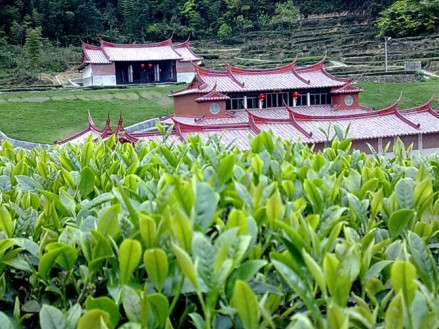 安溪.铁观音茶叶