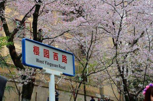樱花大道