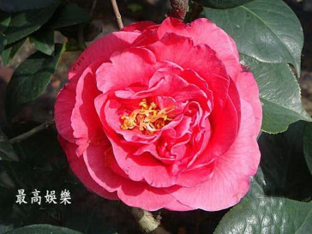 最高娱乐