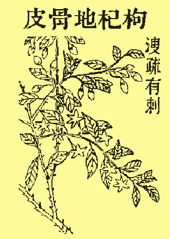 皮骨地枸杞 