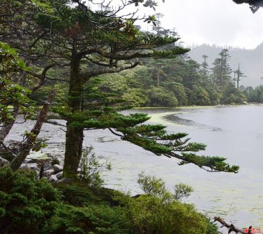 高山松