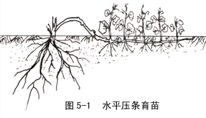 压条