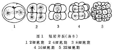 卵裂
