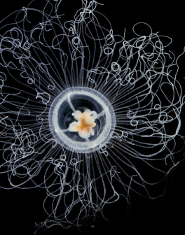 浮游生物