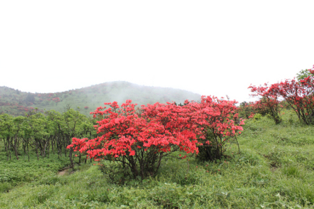 高山杜鹃花
