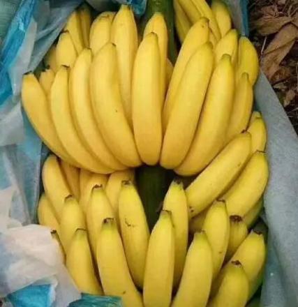 那龙香牙蕉